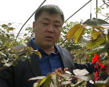 月季产业的新篇章