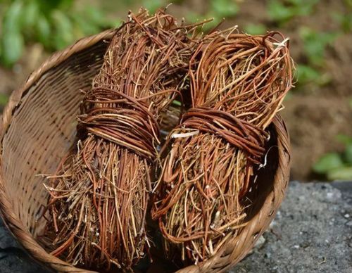 成活率高、 见效快的中药材种植建议