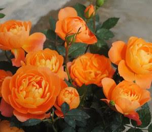 超长待机的微月