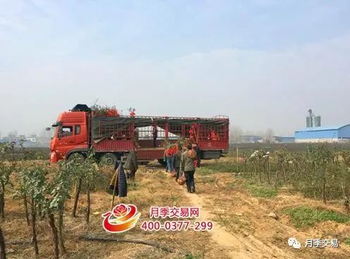 南北兼容， 月季花开遍大地