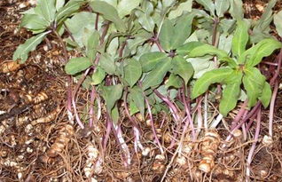 重楼种植注意事项：毒性虽存，经济价值高