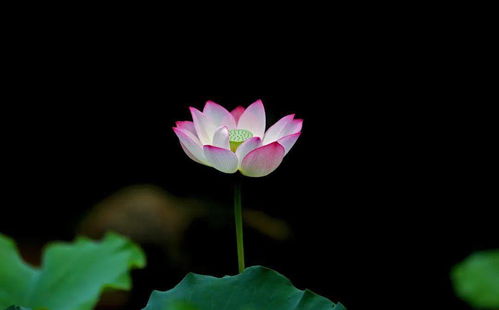 荷科一家亲，他们是亲戚吗？