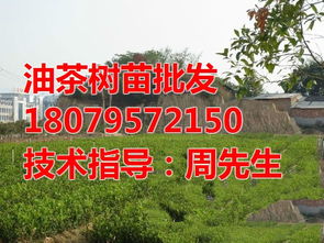 江西茶油树苗批发价格表（广西巴马茶油基地联系方式）