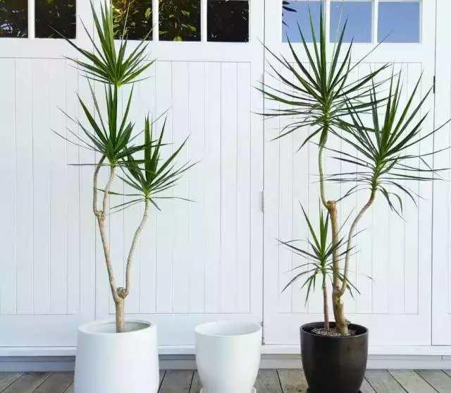 黑色方形花盆里的绿色秘境