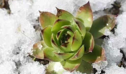 郁金香适合种在花盆里吗？花盆种植郁金香有哪些注意事项