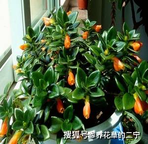 金鱼吊兰如何养护才能更旺盛？
