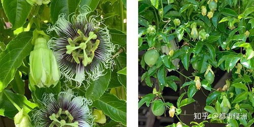 南北方百香果种植差异在哪？看完这篇文章