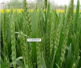 小麦，又要换新衣了？2025年秋播小麦新品种的特点揭秘！