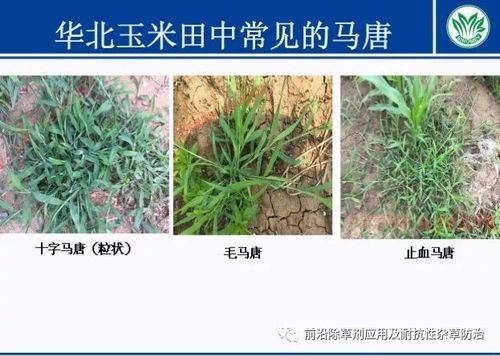 玉米田杂草，让人头疼的麻烦事儿