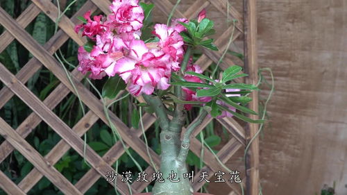 光照的“讲究”