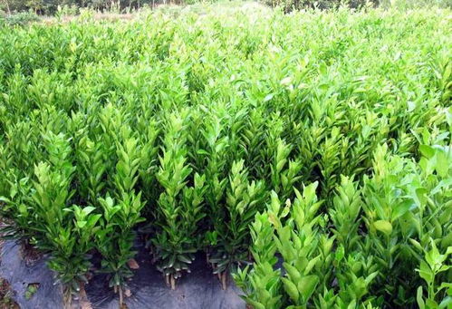 柚子籽真嫩种出果树？