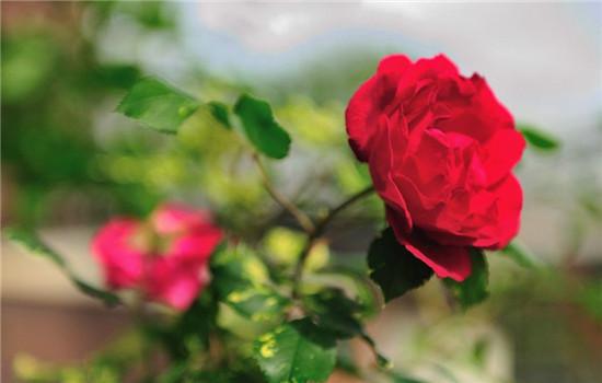 花语揭秘：玫瑰代表爱情