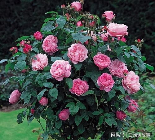 玫瑰花与月季花有何不同？新手养花如何避免常见误区