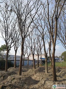 南通30-50公分丛生榉树苗圃基地