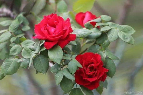 藤本月季的价格大揭秘，2米高的是多少？