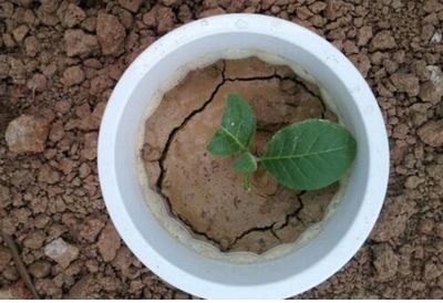 有机肥， 营养又松软