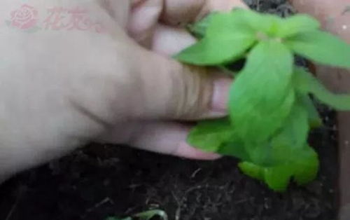 薄荷种植时用沙子代替土壤