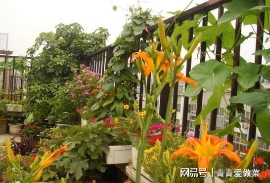 营养土放干了怎么种花才能让植物恢复生机