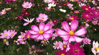 八瓣梅和格桑花的邂逅