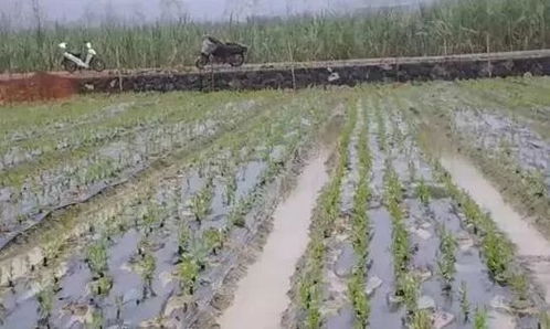 如何确定土壤肥力