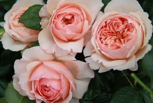 夏花也漂亮， 耐热、耐晒