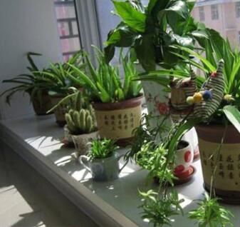 室内花草本植物养护，如何让它们绿意盎然