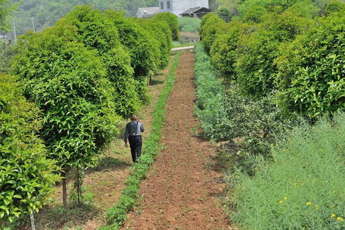 国际标准的苗木原冠苗种植揭秘