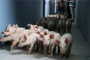 “智能养殖，降低人力成本