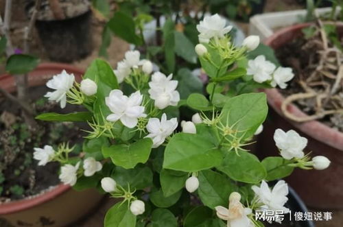 “茉莉花叶萎垂，如何挽救