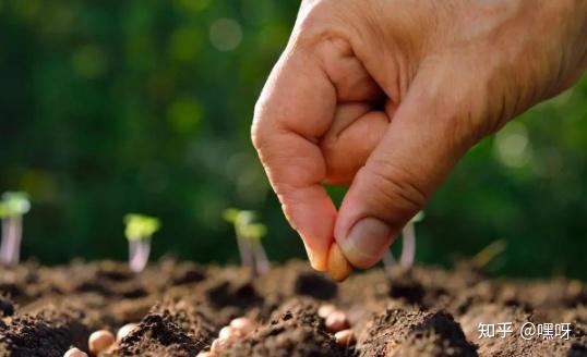 油麻藤种子：泡水三步法揭秘