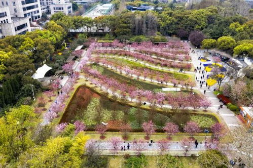 海棠种植的阳光与土壤之道