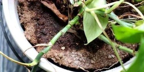 家里种的花烂根了是土壤问题还是浇水不当