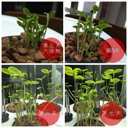 省钱妙招：老园丁传授的