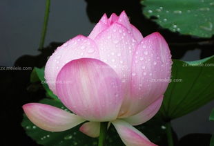 荷花的开花时间