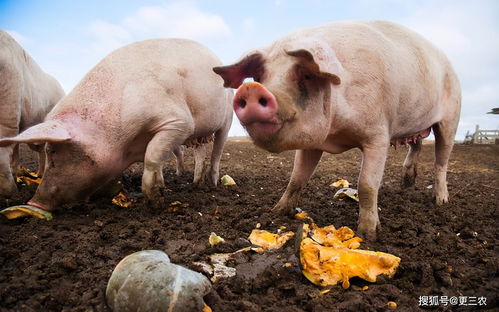 今年生猪价格大幅降价，对养殖户影响大吗？生猪市场真的要完蛋了吗？