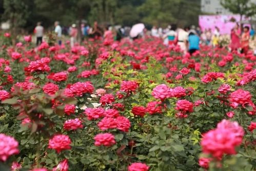 月季花开， 扮靓建德新安江城区