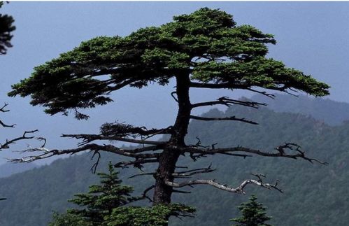 松树的诗句与古诗