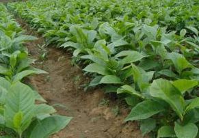 播种玉兰就像养孩子，急不得