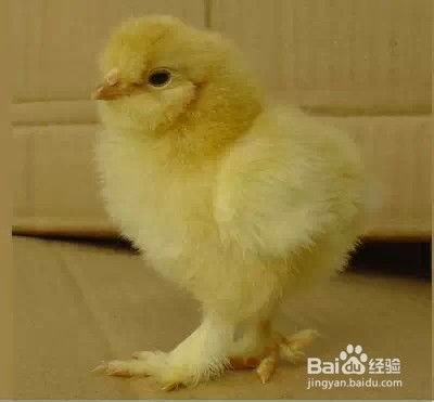 H9亚型禽流感雏鸡青年鸡群流行病学防控研究