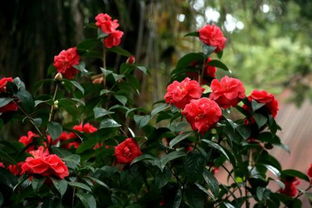 春天和秋天：虎刺梅的温床