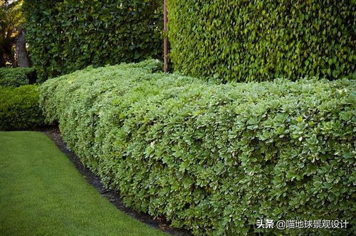 陪邻居采购小区绿植的经历