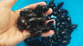 真的Neng彻底根除蟑螂吗？