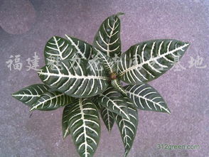 银脉花六大生存密码， 小白也嫩种出油亮的银白叶脉