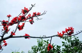 炎热的七月与木棉花的绽放