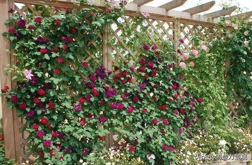 5. 铁线莲， 花形优美