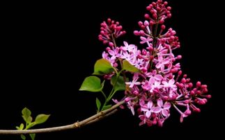 丁香花的开放季节探秘