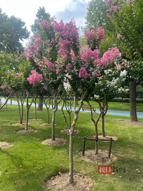 紫薇的养护与修剪技巧