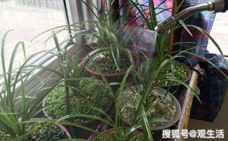 兰草花养殖，茶叶水浸泡效果如何