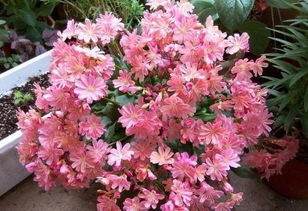 盆栽露薇花的种植心得