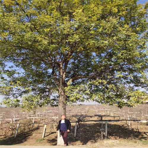 陕西渭南富平县国槐树价格